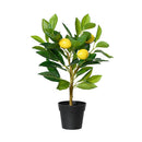 PLANTA DE LIMOEIRO ARTIFICIAL 17 X 24 X 43 CM