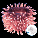 FIOS DE LUZ SEM BATERIA 3AA