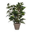 FICUS NATASJA COM VASO Ø11,5X40X30CM