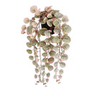 PLANTA ARTIFICIAL PENDURAR CEROPEGIA WOODII ´´COLAR DE CORAÇÕES